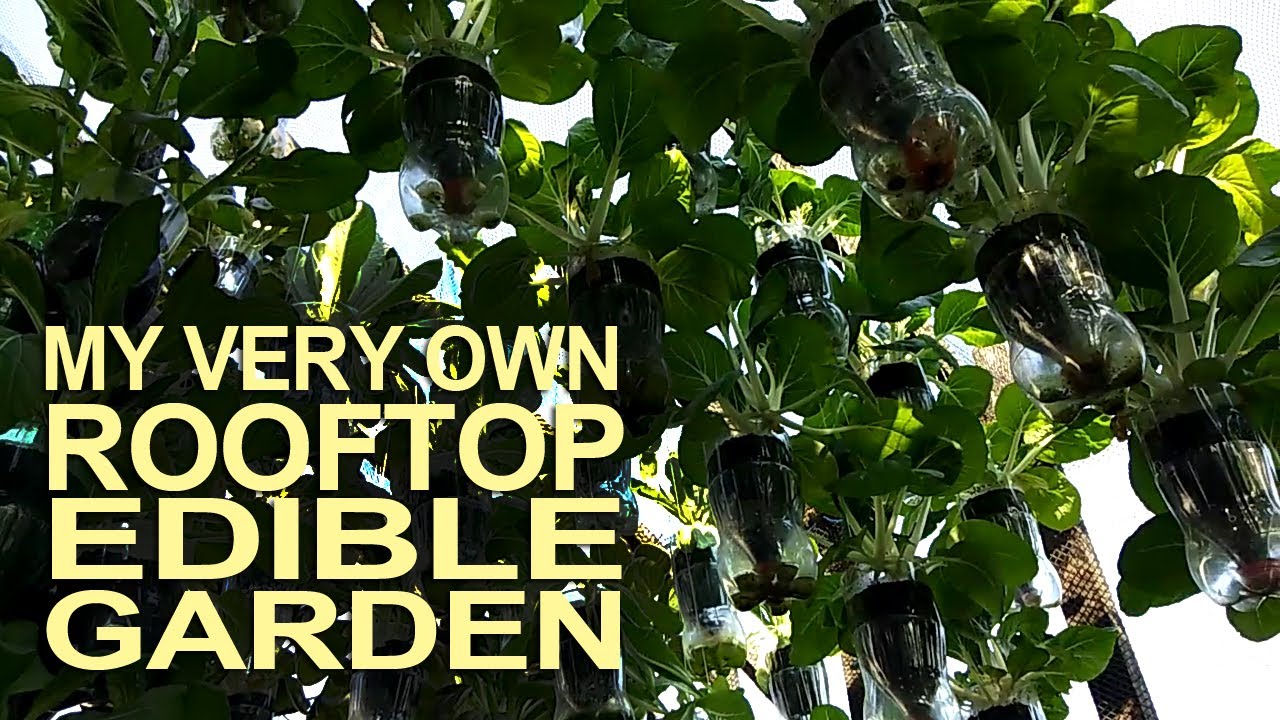 My Very Own Rooftop Edible Garden I Container Gardening Ideas