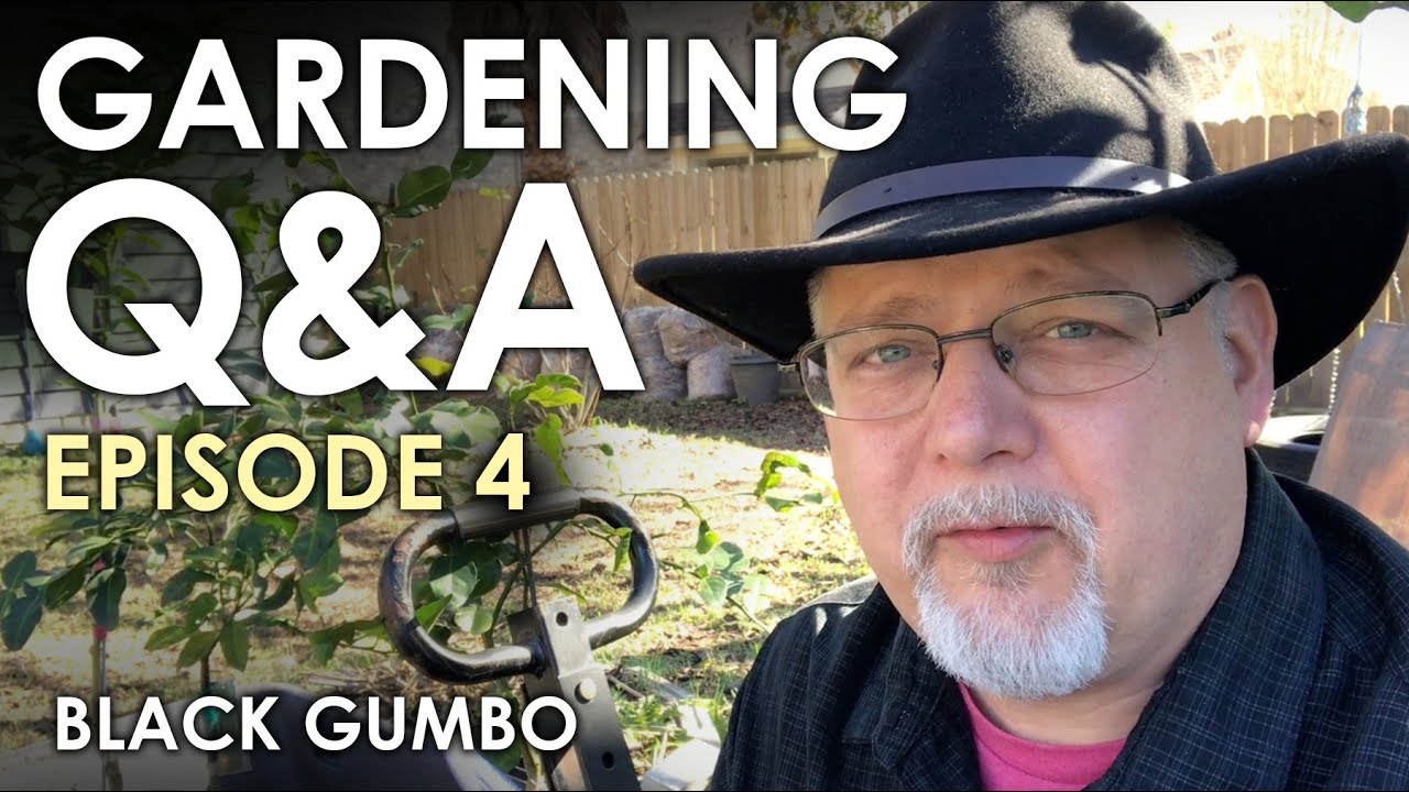 Gardening Q&A Episode 4 || Black Gumbo