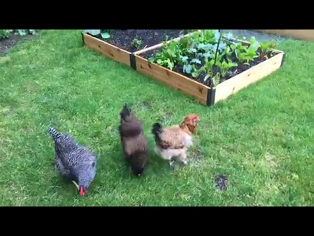 Gardening with Chickens: Chicken Coop and Garden Tour with Melisssa Caughey