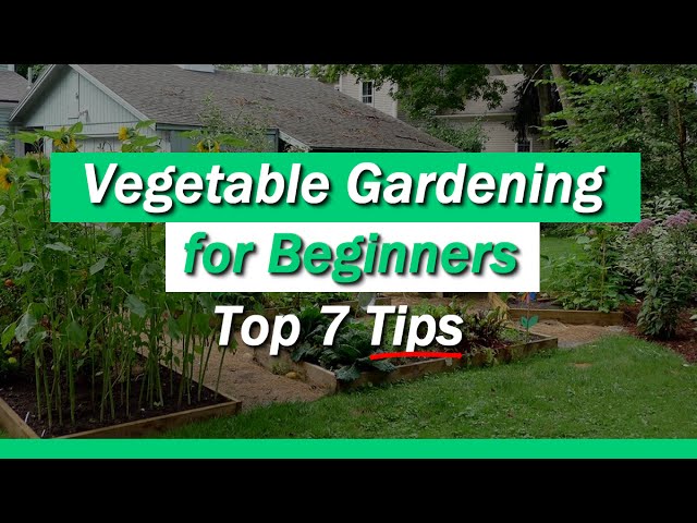Vegetable Gardening for Beginners - 7 Tips You Must Know