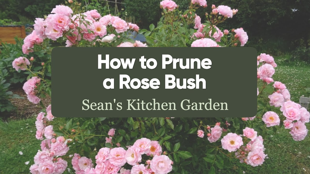 How to Prune Roses | Gardening made easy
