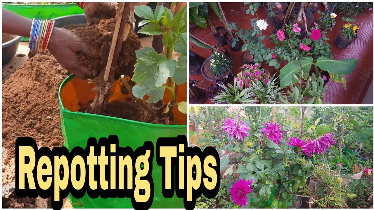 Repotting Tips/కడియం నుంచి తెచ్చిన మొక్కలు రిపోర్టింగ్ with update  #PlantRepotting#gardening