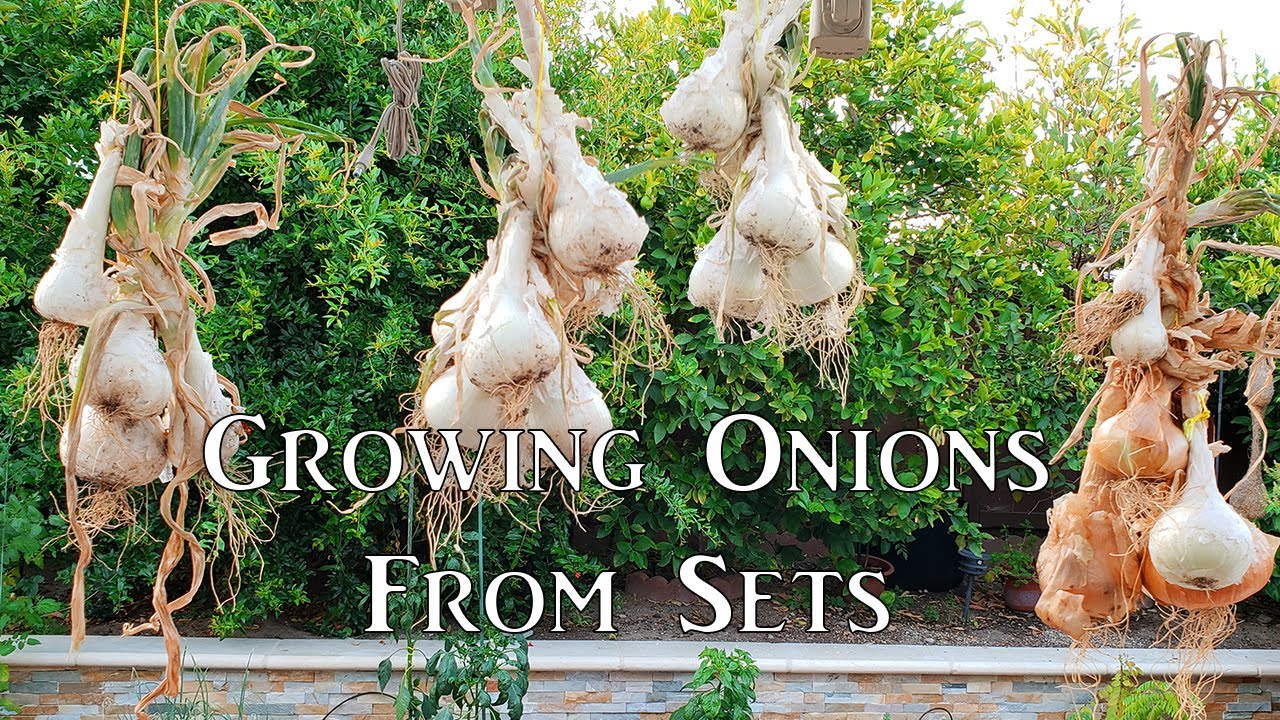 Growing Onion From Sets - How To Grow Great Onions!