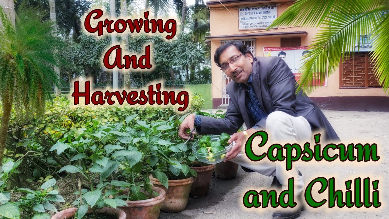 Grow Capsicum and Chillies in Pots for a big Harvest