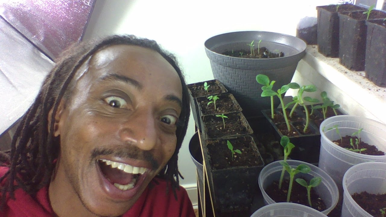 How To Start Seeds Now! Gardening for Beginners - 2020 UPDATE ON MY SEEDS - TOMATOES AND PEPPERS