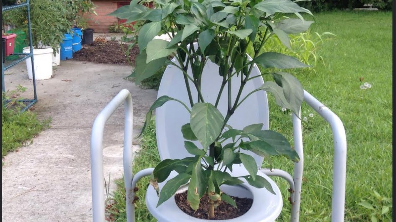 Patio Gardening  for limited space gardening.
