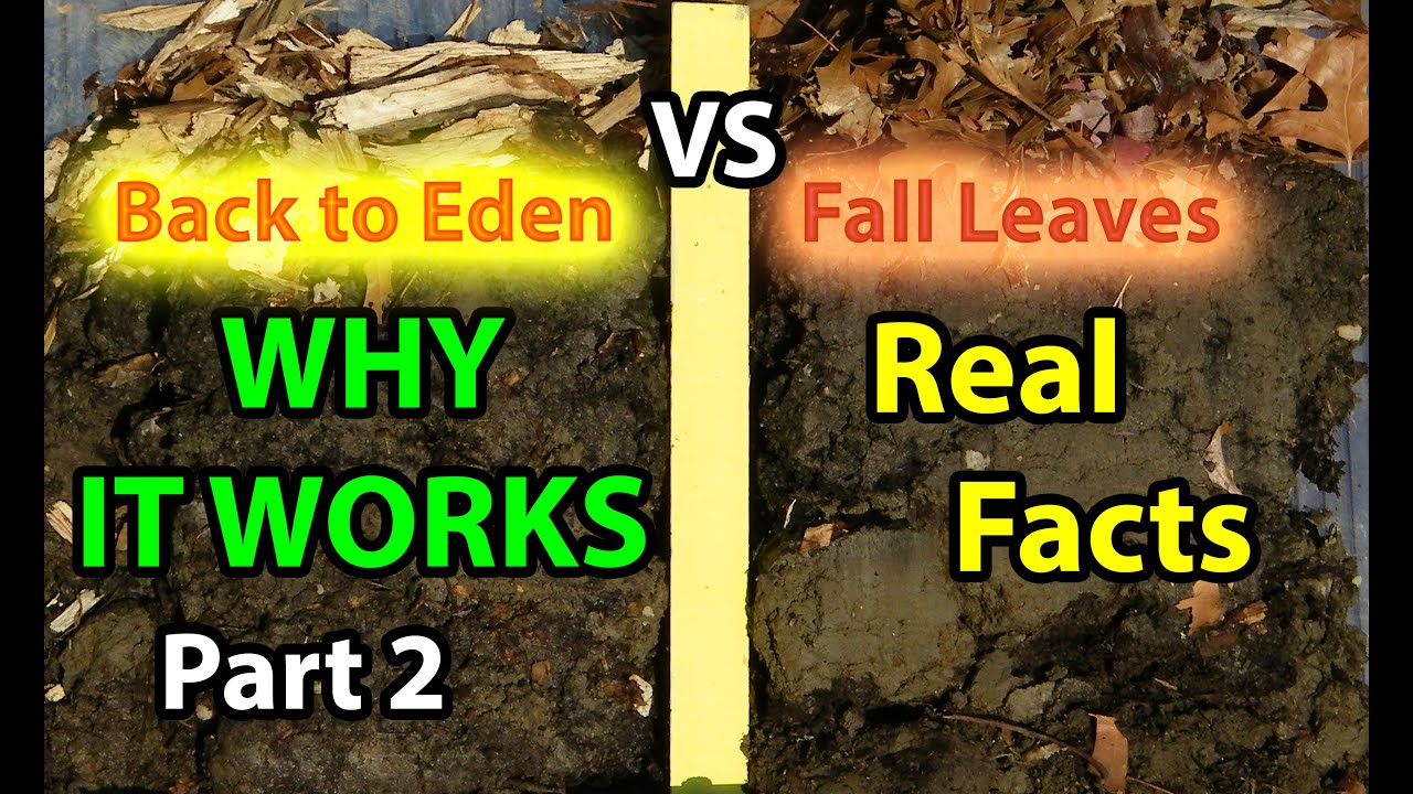 Back to Eden No Till Organic Gardening 101 Method with Mulch VS Leaves Composting Garden Soil  #2