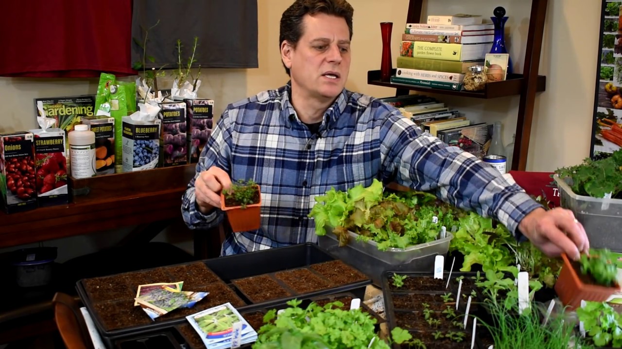 Gardening 101 Ep2: Seed Starting Herbs, Lettuces, Peppers & Starting Mix Basics