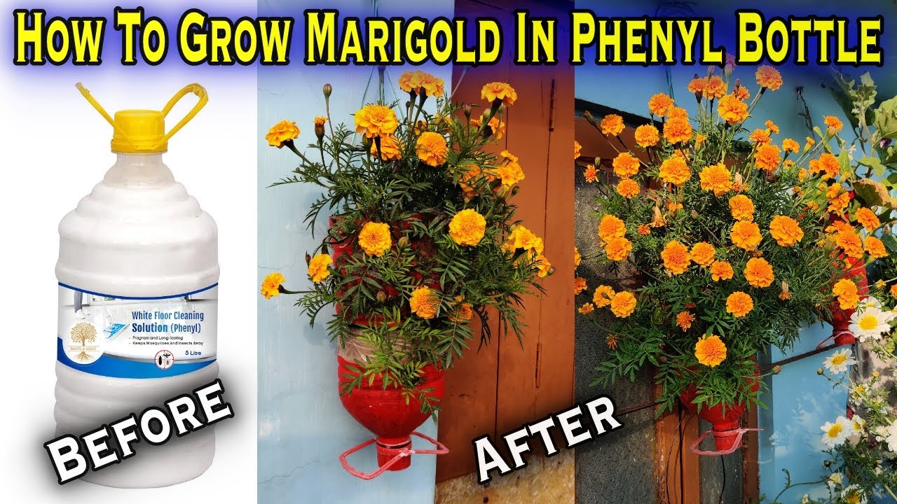 How To Grow Marigold Plants in a waste Phenyl Bottle || Gardening In Apartment Balcony