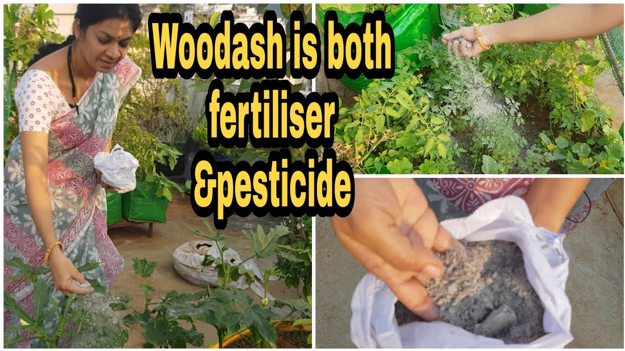 బూడిదను ఫర్టిలైజర్ మరియు పెస్టిసైడ్ గా వాడొచ్చు తెలుసా? Gardening uses of woodash. #woodash #garden