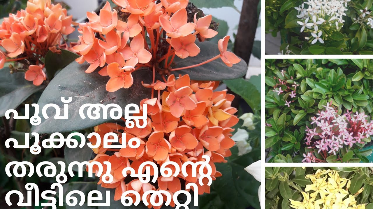 Complete Guide for ixora plant(Enchanted gardening) പൂവിന് പകരം ഒരു പൂക്കാലം