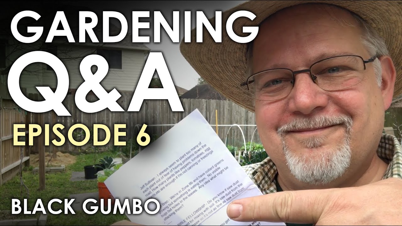 Gardening Q&A Episode 6 || Black Gumbo