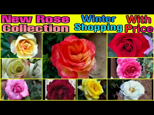 108 - New Rose Collection (With Prices of All) || Winter Shopping || Floral Gardening