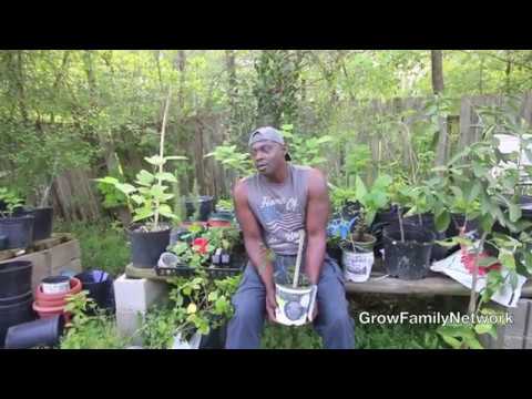 If You Haven't Started Gardening Yet| LET Me MOTIVATE You!