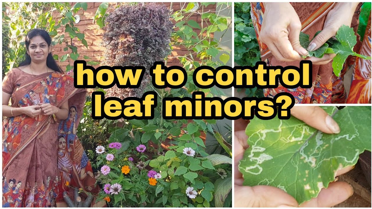 leaf minors/control  /ఆకుల మీద ఎప్పుడన్నా ఈ డిజైన్లు చూశారా??  #gardening  #OrganicPestControl #tips