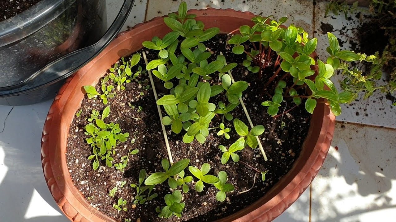 Transplanting My Summer Seedlings || Fun Gardening