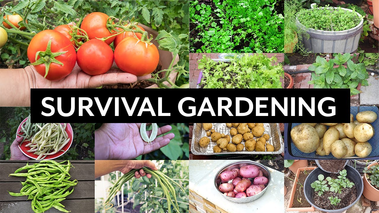 Survival Gardening - Top 5 Vegetables to grow in your garden in an apocalypse