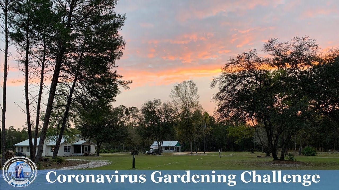 Coronavirus Gardening Challenge