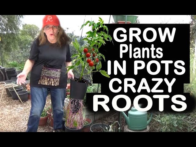 Growing LARGE Vegetable Plants in Pots Container Gardening too EASY