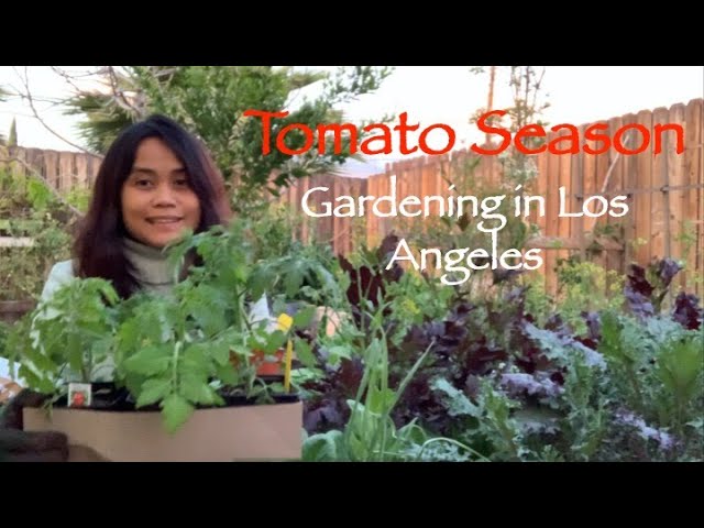 Growing Tomatoes | Gardening in Los Angeles | Springtime Gardening |  Garden Tour