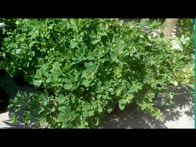 178 - Beginners ke liye - Smart gardening kaise karen, aaj Broccoli, Methi harvest karni ha (part -1