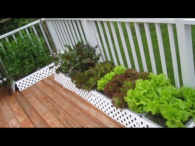 Organic Container Garden Update MAY 20th raw food diet vegetable gardening how to plant grow