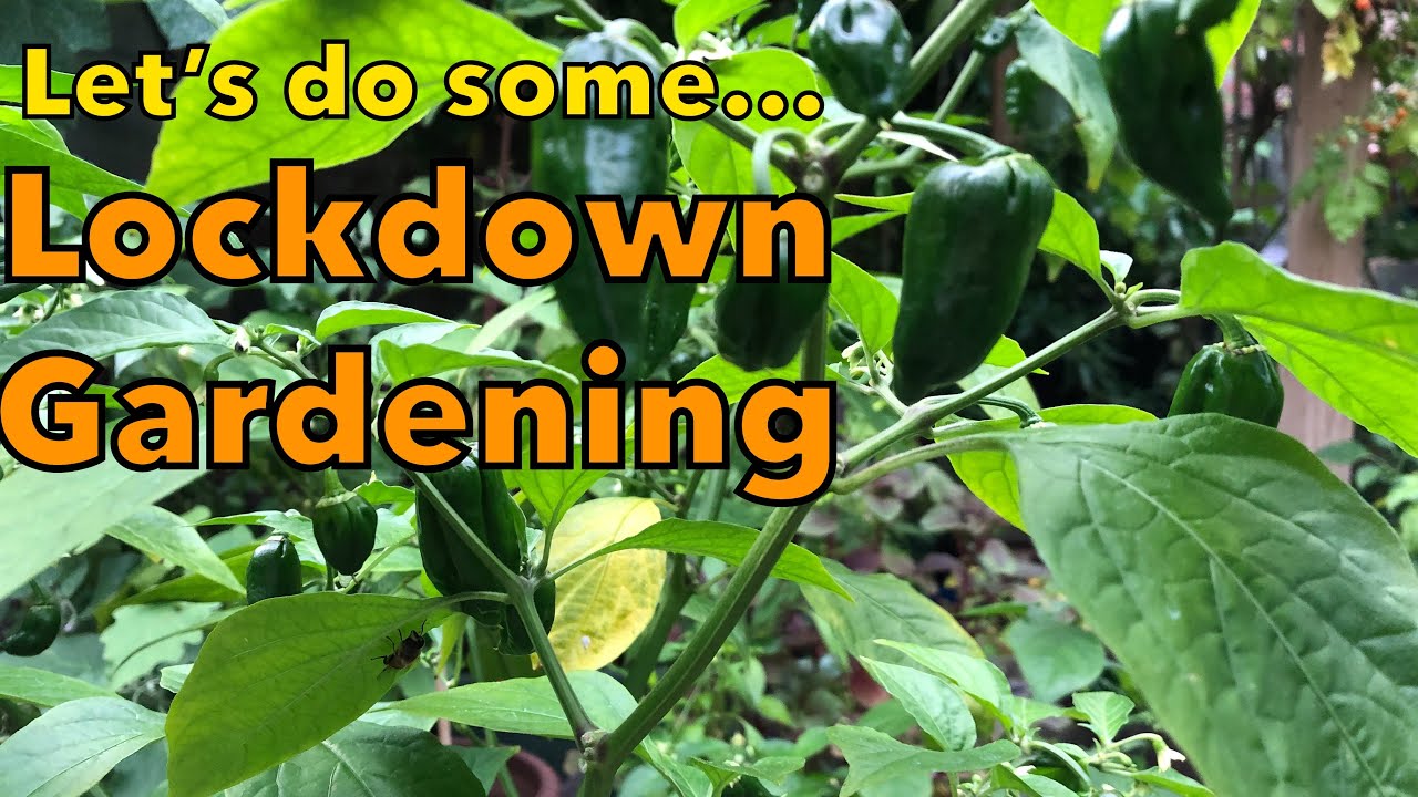 Lockdown Gardening EP01 | Starting a Vegetable Garden | City Vegetable Gardener 2020