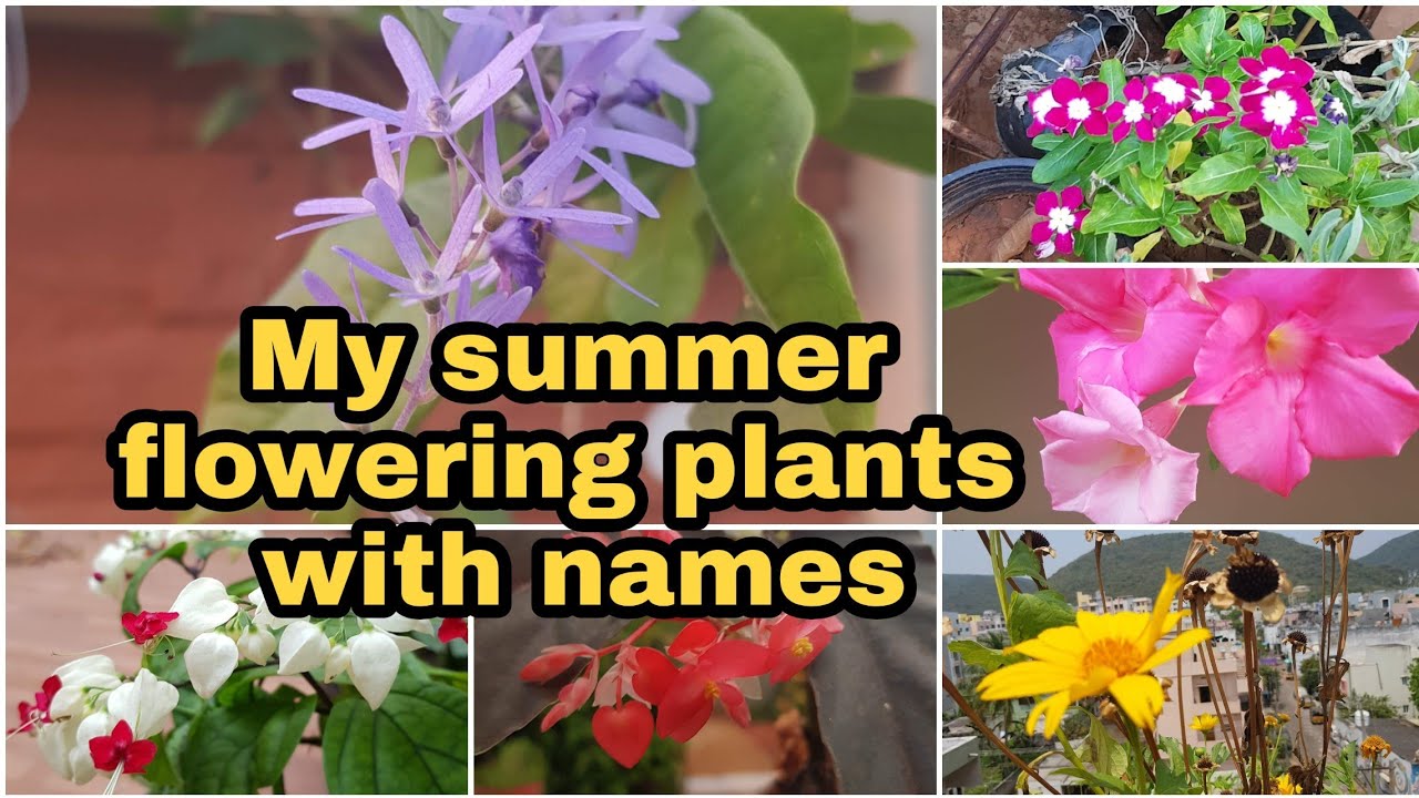 Summer flowering plants with names/నా దగ్గర ఉన్న వేసవి పువ్వులు   #summerflowers #gardening