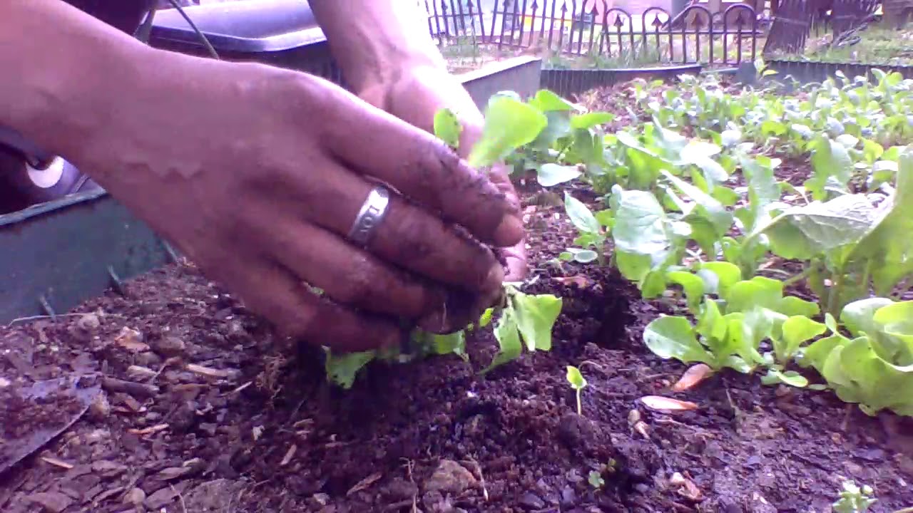 LETTUCE - How to Thin the Seedlings - Gardening For Beginners - Cheap & Easy - Corona Virus Help2020