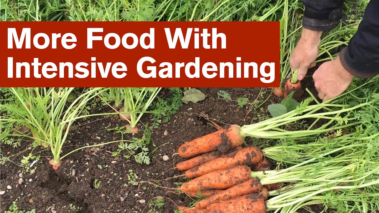 More Food With Intensive Gardening