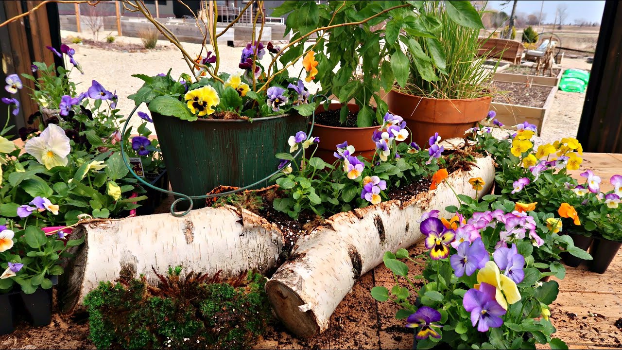 Planting a Birch Log for Spring | Frizzle Sizzle Pansies | Container Gardening Tips//Garden Farm