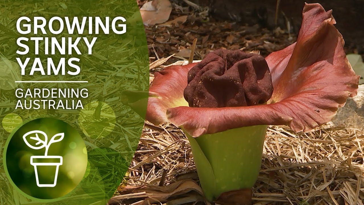 How to grow unusual, delicious and stinky yams | DIY Garden Projects | Gardening Australia