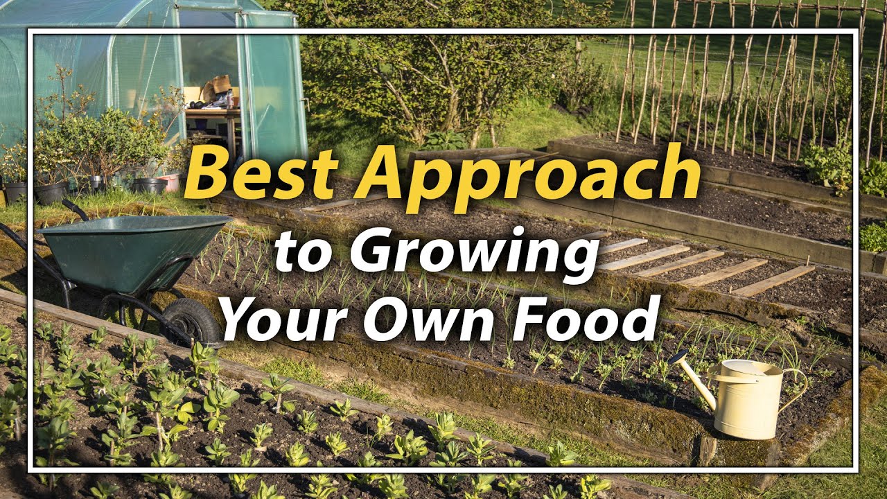 New To Vegetable Gardening? How to Start Growing Your Own Food