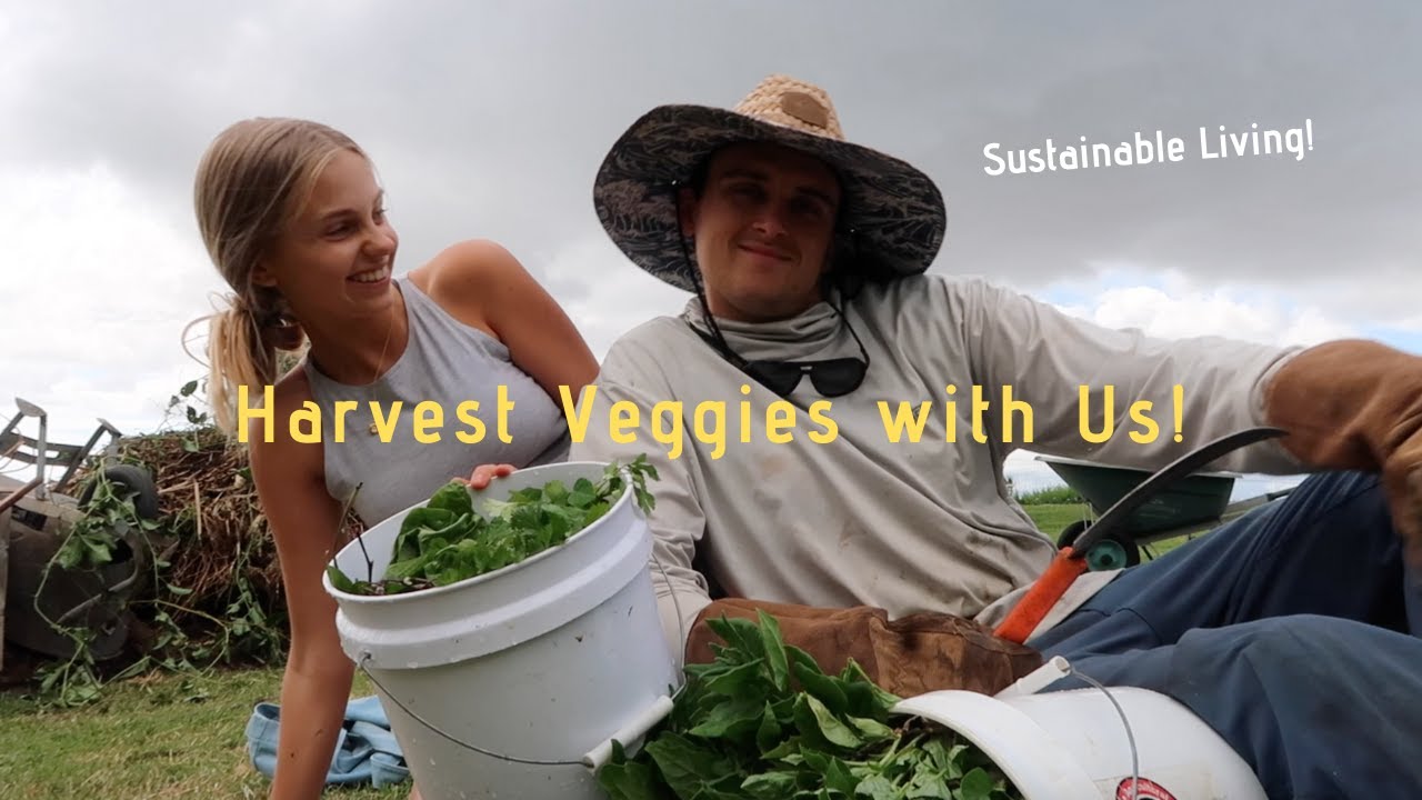 Gardening + Harvesting our food for the week!// Sustainable Living on Maui!