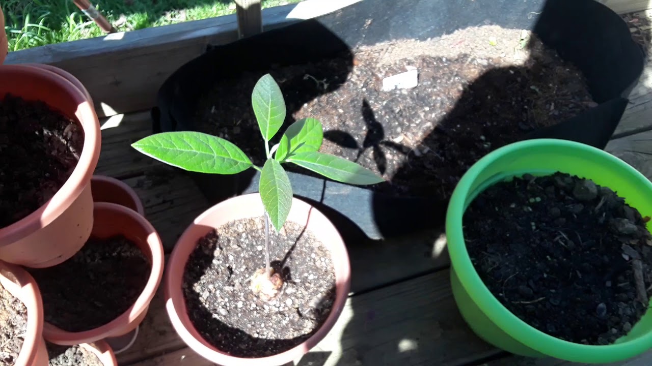 How To Start a GARDEN NOW UPDATE.  Corona Virus Hits Home! Gardening For Beginners 2020 -