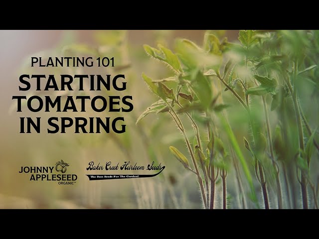 Gardening 101 | How To Plant Tomatoes