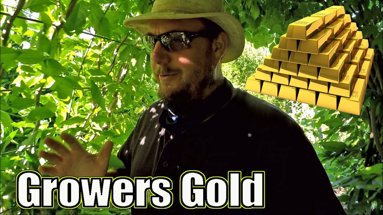 This Gardening Tip Is Worth It's Weight In Gold | Increased Strength & Abundance!