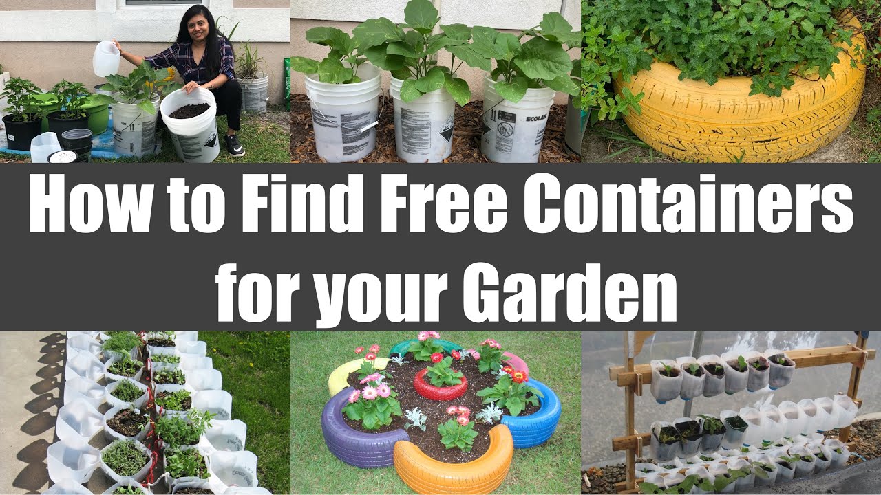 Where & How to Find Free Containers for your Gardening Video Episode | Bhavna's Kitchen