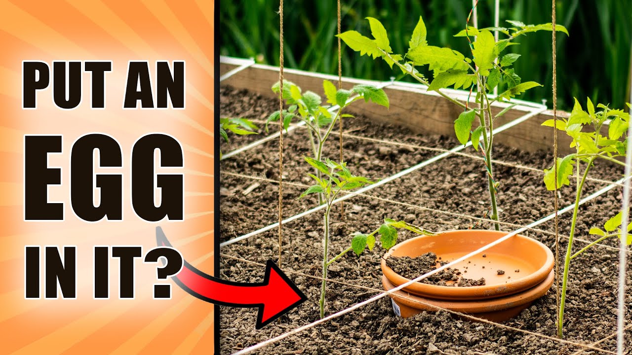 How To Plant TOMATO Plants In RAISED BED - ULTIMATE Square Foot Gardening Growing Guide (WITH TIPS)