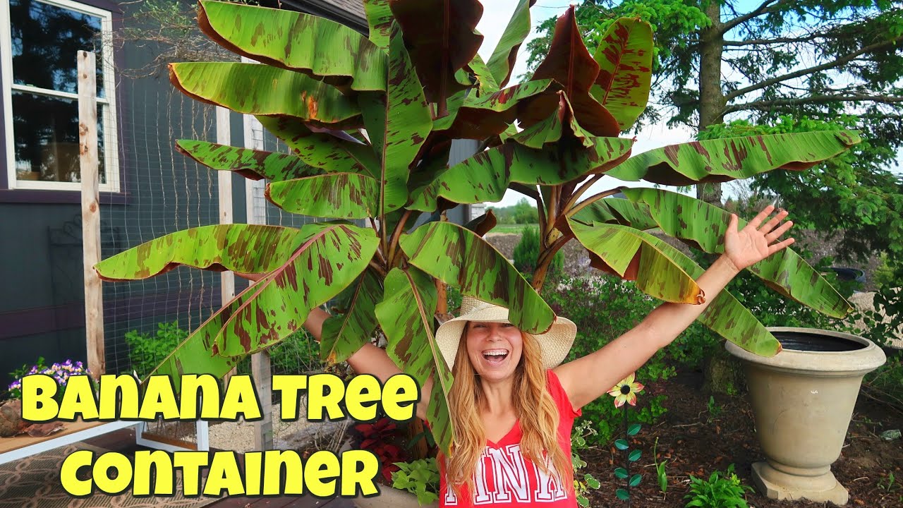 Banana Tree Container | Container Gardening |   | How To Pinch for Bushy Plants // Garden Farm