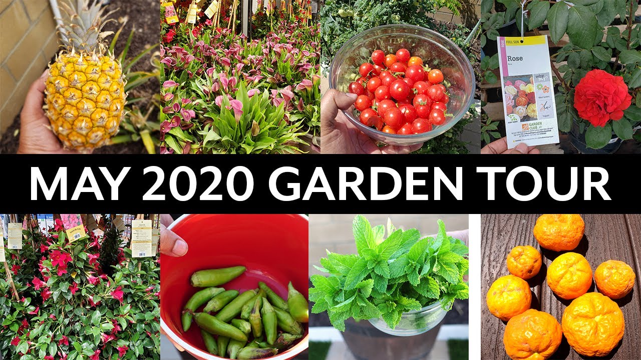 California Gardening May 2020 Garden Tour - Vegetable and Fruit Trees Gardening Tips!