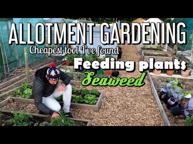 Gardening on my Recycled Allotment - Plant Food, Cheapest Tool I've Found & Excess Plants