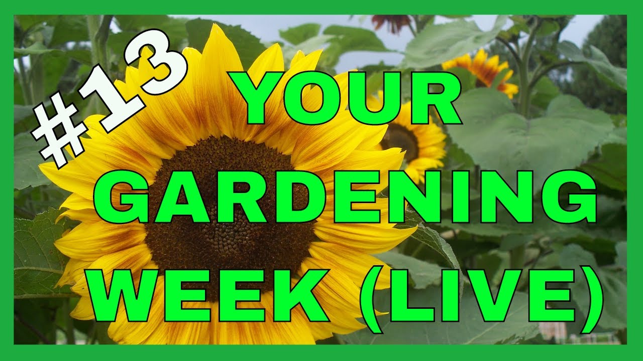 Your Gardening Week (Live) #13