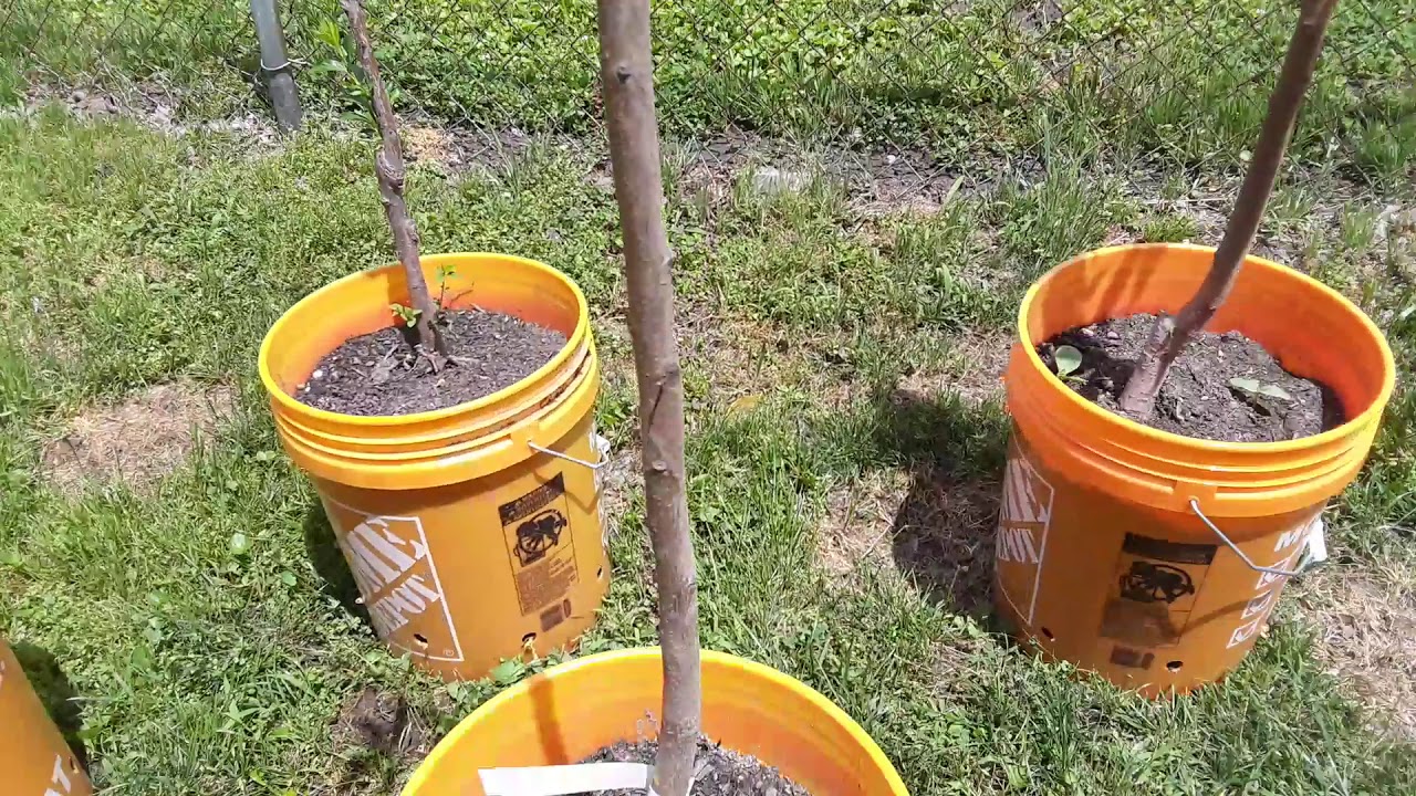 DOLLAR TREE GARDENING UPDATE! Gardening For Beginners 2020 - Gladiolus Flowers- Flower Rockets