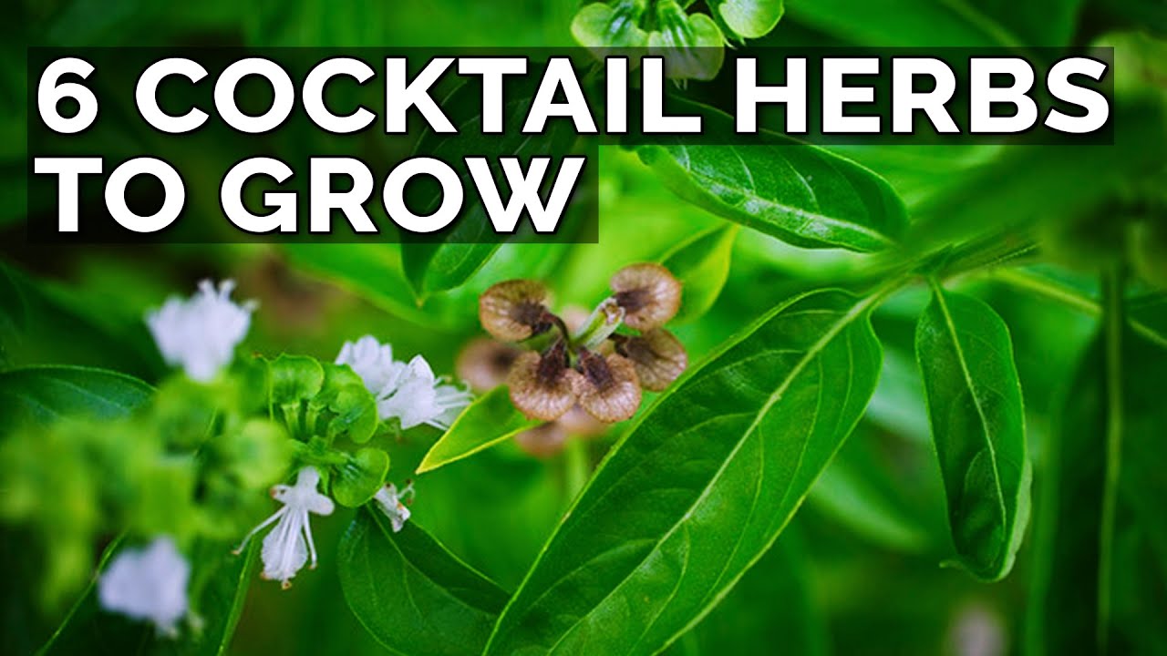 6 Perfect Plants for a Cocktail Herb Garden