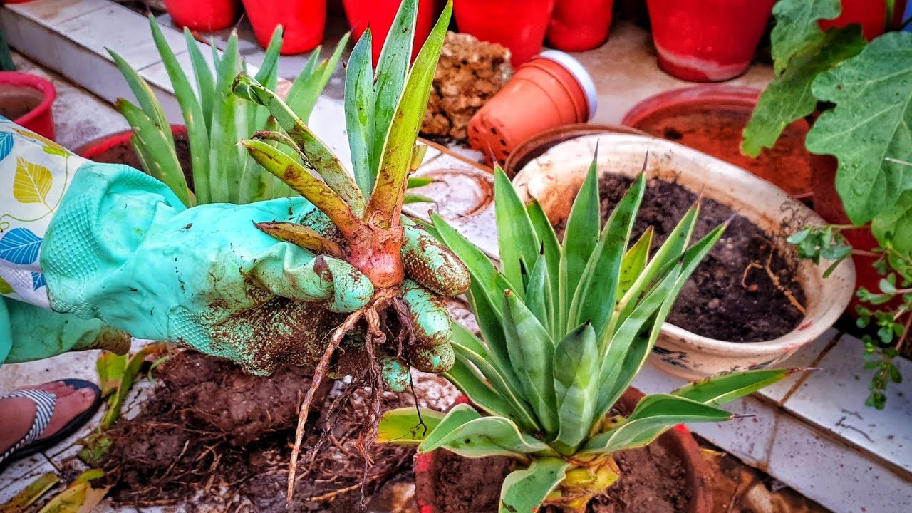 Propagation of Agave Plant || Fun Gardening