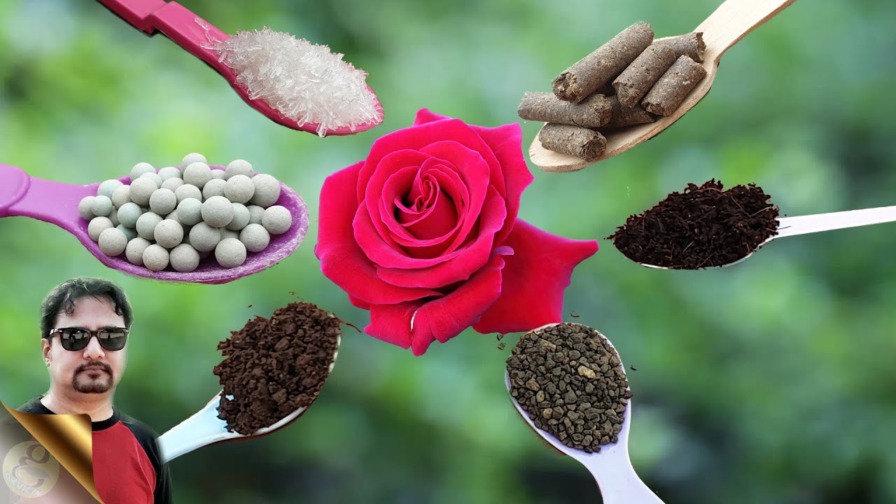 FERTILIZER BOMB BY USING 15 BEST NATURAL FERTILIZERS | ORGANIC GARDENING