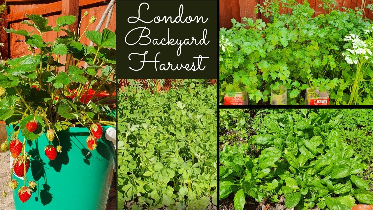 లండన్ లో తెలుగింటి గార్డెన్-ఆకుకూరలు🥬🍀 Leafy Vegetable Harvest-London Gardening | UK Gardening 🍓🌱🏵
