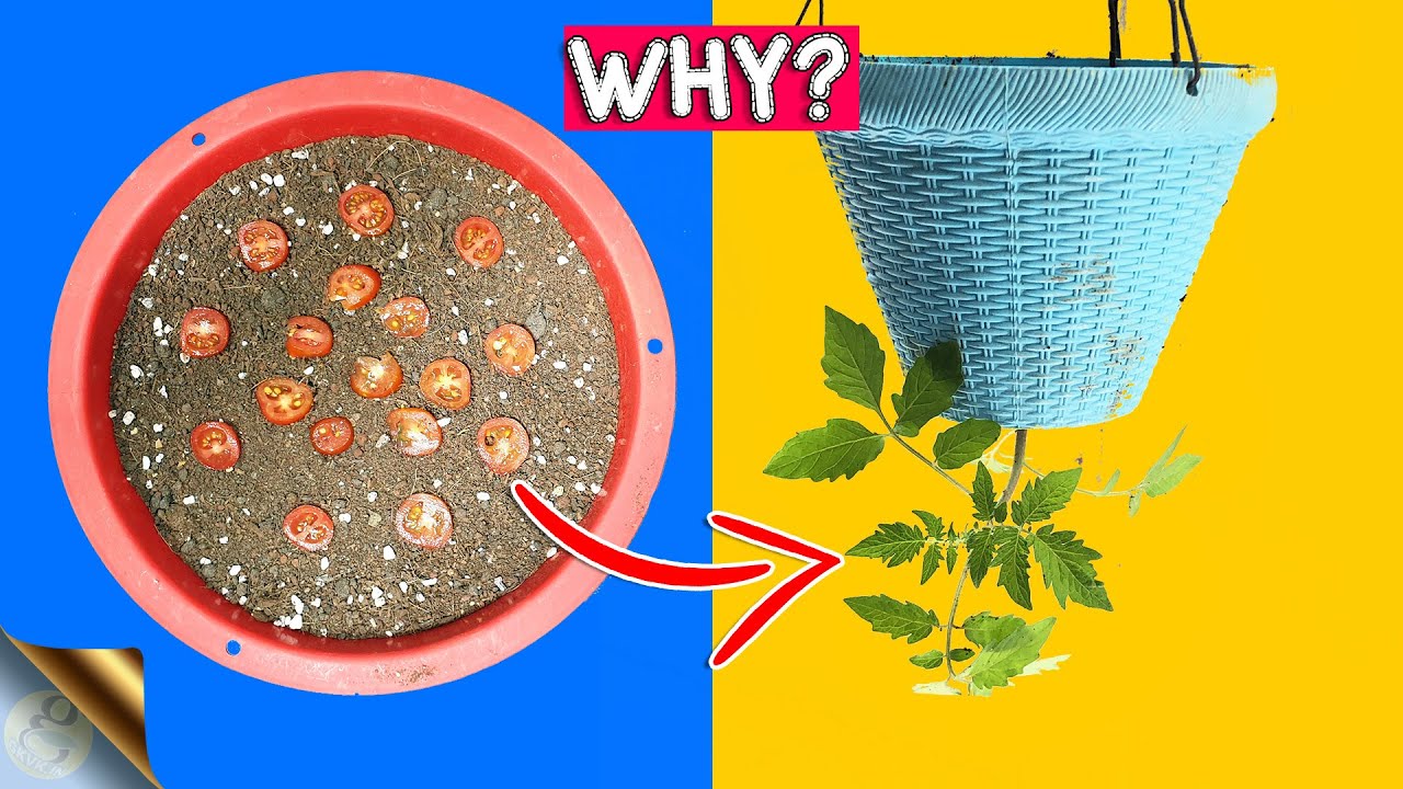 GROWING TOMATOES UPSIDE DOWN | PROS AND CONS OF INVERTED GARDENING
