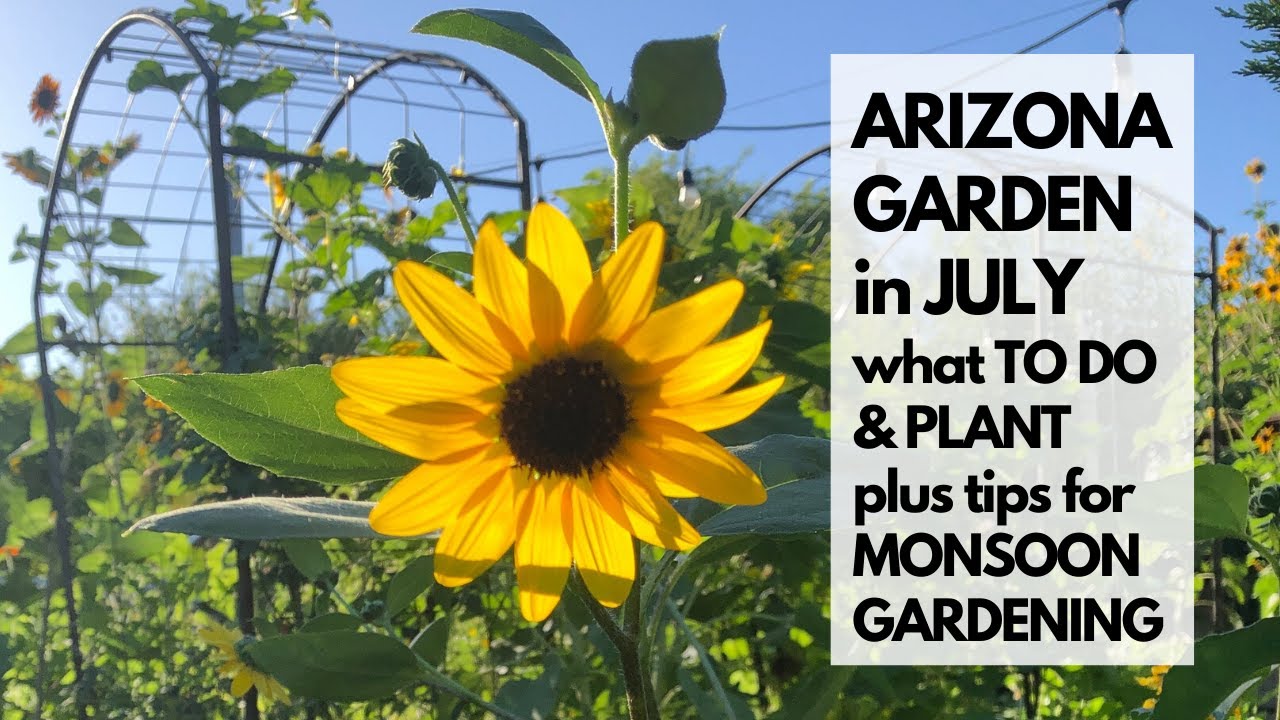 ARIZONA GARDEN in JULY: What TO DO & PLANT - plus tips for MONSOON GARDENING